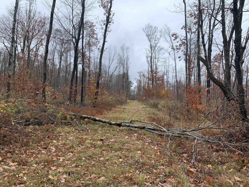 Land for Sale NYS Route 16, Allegany, NY 14706 7.1 acres